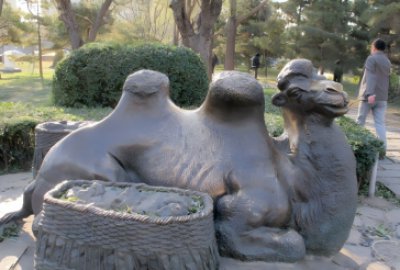 公园里的纯铜铸造骆驼，卧地休息的骆驼铜雕